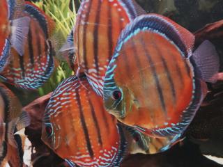 Diskus red alenqer - Symphysodon / Red Alenqer 7 - 8 cm