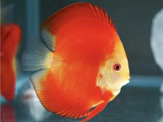 Diskus Red Melon - Symphysodon / Red Melon 7 - 8 cm
