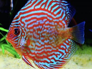 Diskus Red Turquoise - Symphysodon / Red Turquoise 7 - 8 cm