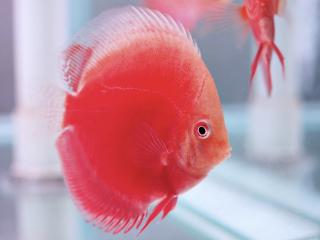 Diskus Red Valentine - Symphysodon / Red Valentine 7 - 8 cm