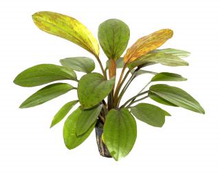 Echinodorus 'Rosé' Tropica - Košík