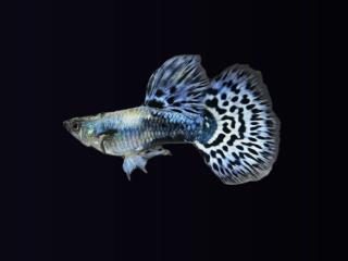 Gupka Blue Dragon - Poecilia reticulata / Blue Dragon