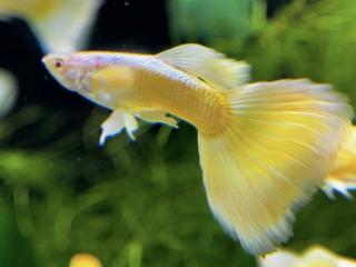 Gupka full gold -Poecilia reticulata / full gold