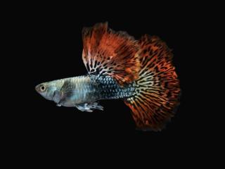 GUPKA RED DRAGON - POECILIA RETICULATA / RED DRAGON