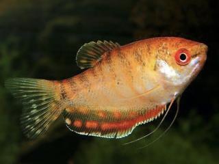 Gurama Červená - Trichogaster / trichopterus red