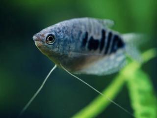 Gurama modrá - cosby - Trichogaster / trichopterus cosby