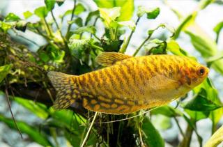 Gurama zlatá - Trichogaster / trichopterus gold