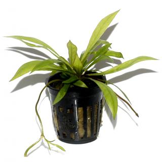 Helanthium bolivianum 'Quadricostatus' Tropica - Košík