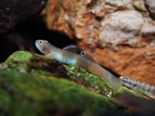 Hlaváč Blue Belly Goby - Lentipes Ikeae