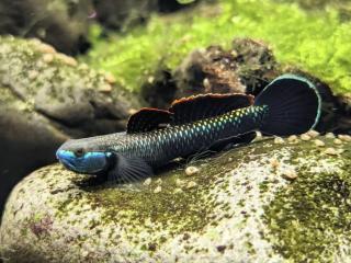Hlaváč Blue Neon - Stiphodon Atropurpureus