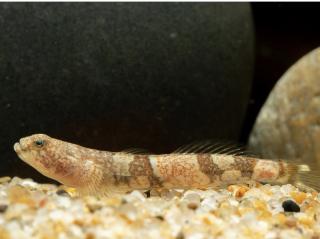 Hlaváč Dragon Micro Goby - Schismatogobius risdawatiae