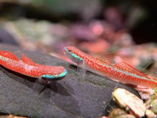 Hlaváč Goby - stiphodon / annieae