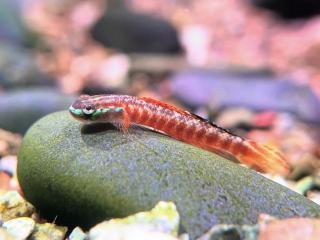Hlaváč Goby -Stiphodon / rutilaureus