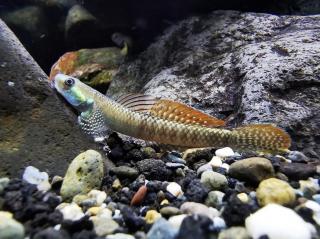 Hlaváč Ornatus - stiphodon ornatus