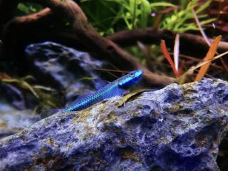 Hlaváč Smaragdový / Stiphodon sp. undio blue