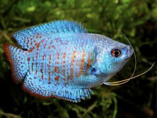Koliza neonovo modra - Colisa / lalia cobalt dwarf