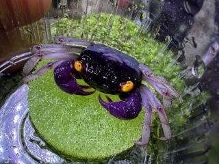Krab White Leg - Geosesarma / sp. vampire white leg
