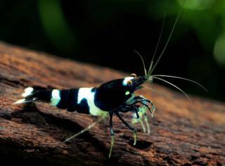 Kreveta - Caridina Black Panda