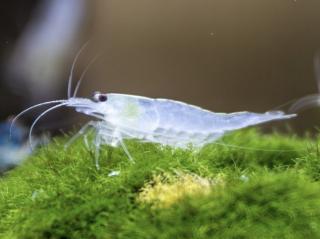 Kreveta - Caridina japonica / snow white