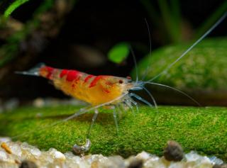 Kreveta - Golden Dragon/Red Calceo Orange Eyes