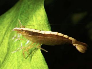 Kreveta Molucká - Atyopsis / moluccensis S = 2,5 - 3,5 cm