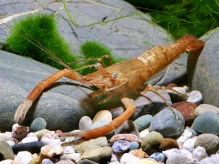 Krevetka Dayanum - Macrobrachium / dayanum