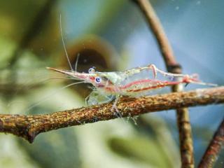 Krevetka Pinokio - Caridina / gracilirostris