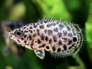Ktenopoma škvrnitá - Ctenopoma / acutirostre