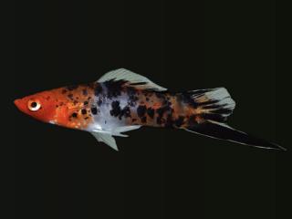 Mečúň Koi Tricolor - Xiphophorus helleri / koi tricolor