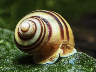 Mini ampulária špirálová - Asolene spixi
