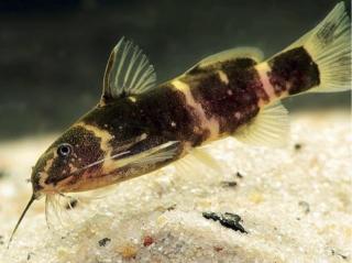 Mini Sumček Africký - Microsynodontis / batesii