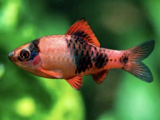 Mrenka panda - Barbus / melanampyx (panda)