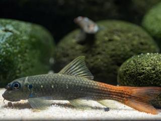 Mrenka Red Tail - Garra / redtail