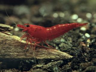 Neocaridina Davidi Bloody Mary Premium