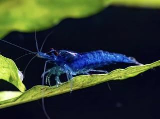Neocaridina davidi Blue Dream