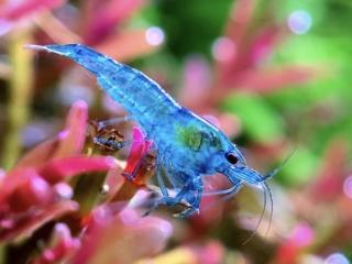 Neocaridina Davidi BLUE Jelly