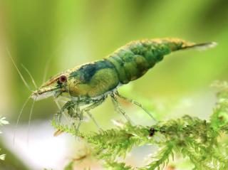 Neocaridina davidi Green Jade