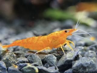 Neocaridina davidi orange sunkist