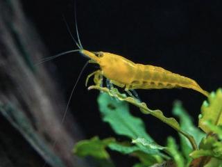 Neocaridina davidi yellow Neon