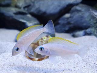 Neolamprologus caudopunctatus