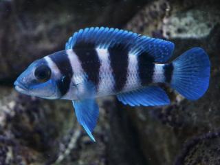 Ostriežik päťpruhový - Neolamprologus tretocephalus