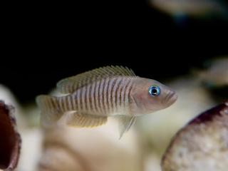 Ostriežik Pružkovaný - Neolamprologus multifasciatus