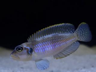 Ostriežik šnečí modrý - Lamprologus ocellatus blue