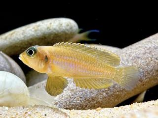 Ostriežik šnečí zlatý - Lamprologus ocellatus gold
