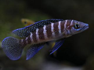 Ostriežik válcovitý - Neolamprologus cylindricus