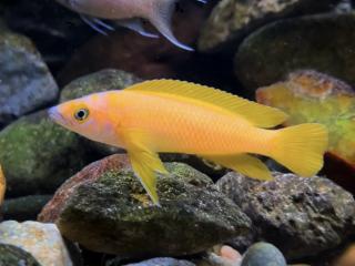 Ostriežik zlatý - Neolamprologus leleupi