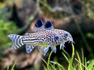 Pancierniček leopardí - Corydoras julii