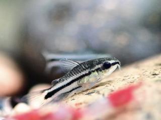 Pancierniček malý -Corydoras / pygmaeus