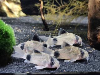 Pancierniček Panda - Corydoras / panda