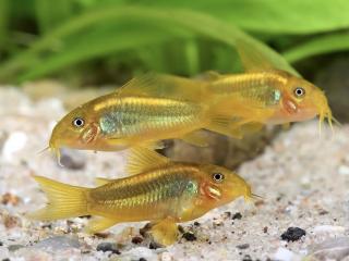 Pancierniček Peru Gold Strip - Corydoras / Gold Strip